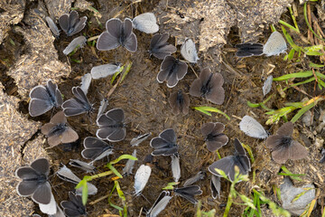 Plenty of Several small blue (cupido minimus) are on a cow pat and sucking salty moisture