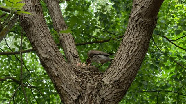 Fieldfare mother feeding its chicks with worms in the nest, opened yellow beaks greedily swallowing food