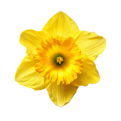 A vibrant close-up of a beautiful yellow daffodil, showcasing its delicate petals and intricate details. The flower is a symbol of spring and new beginnings