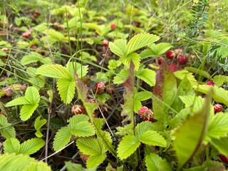 Wild strawberry berries close-up in a field in summer