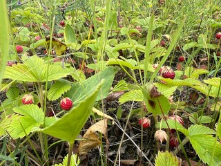 Wild strawberry berries close-up in a field in summer