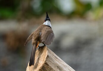 red-whiskered bulbul	
