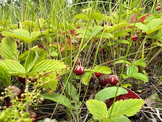 Wild strawberry berries close-up in a field in summer