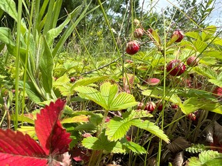 Wild strawberry berries close-up in a field in summer