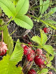 Wild strawberry berries close-up in a field in summer