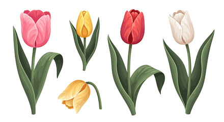 Colorful tulips illustration