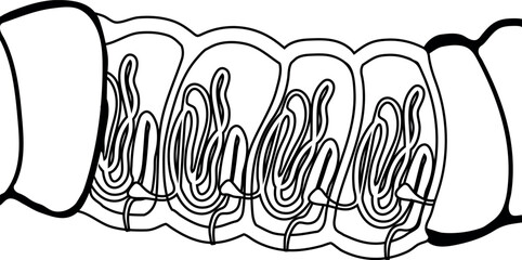 Coloring page with diagram of excretory system of earthworm. Scheme of nephridium of earthworm (Lumbricus terrestris) for biology lesson