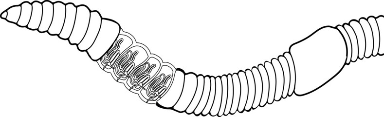 Coloring page with diagram of excretory system of earthworm. Scheme of nephridium of earthworm (Lumbricus terrestris) for biology lesson