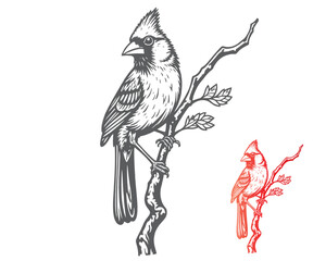 Cardinal Bird Illustration Detailed Engraving of a Bird Perched on a Branch