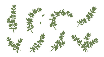 Thyme sprigs pattern background