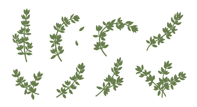 Thyme sprigs pattern background