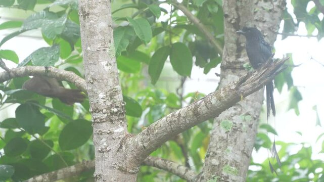 Greater Racket tailed Drongo (Docrurus paradiseus) bird sitting and relaxing in a tree during rainy season in Kerala