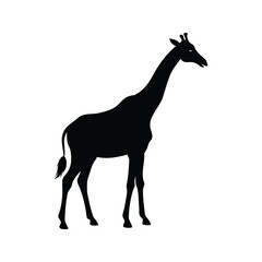Silhouette of a majestic giraffe standing tall against a plain white background