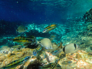 School of fish underwater, Underwater marine life wide angle view, Mediterranean sea, Under water photo in crystal clear  sea water for background, Ornate wrasse (Thalassoma pavo) undersea, Fishs.