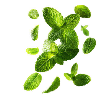 Fresh green mint leaves floating in the air with soft shadows and natural lighting, isolated on a transparent or white background, crisp and vibrant for food or wellness designs