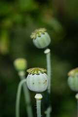 poppy seed pods
