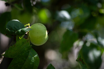 green apple on a tree bracch