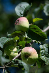 red and green apples on a tree