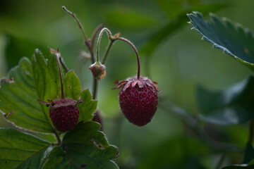 wild strawberry plant