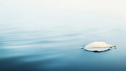 Fototapeta premium Minimalist composition of a single white leaf floating serenely on still water in high key lighting