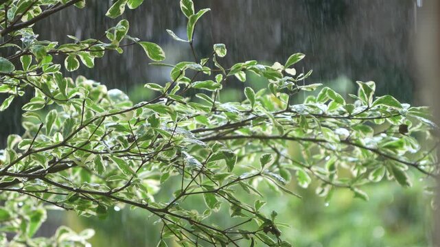monsoon rain in Kerala and water drop falling from the plan and green leaves. Beautiful rain video