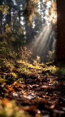 Sunlight through forest floor