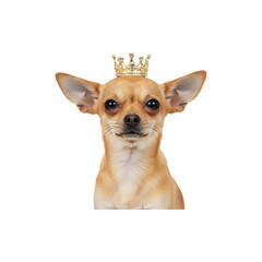 Obraz premium Small Chihuahua puppy wearing a golden crown, sitting confidently like royalty