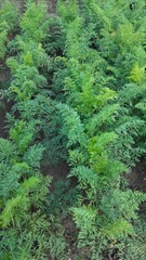 Carrot plants growing in soil, top view of lush green foliage on vegetable bed in home garden, organic farming concept