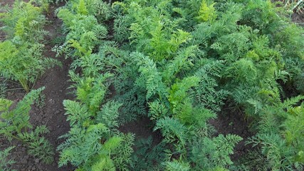 Top view of carrot plants growing in rows, green foliage on vegetable bed in summer garden, organic root crop cultivation