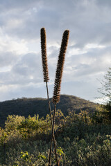 Naklejka premium Tall dead stalks stand erect against a backdrop of distant hills and cloudy sky, showing weathered details in the landscape.