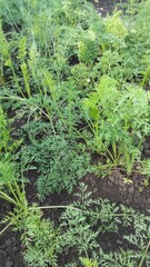 Side view of young carrot plants with green tops on soil, organic vegetable crop growing in home garden