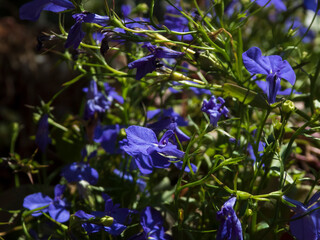 Vibrant blue Lobelia flowers cascading with delicate green foliage in natural light