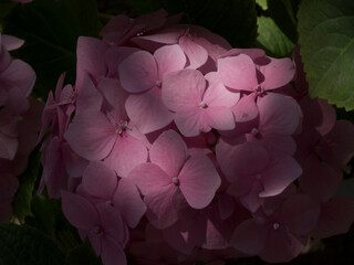 
A vibrant cluster of pink hydrangea flowers, partially shaded, surrounded by dark green leaves