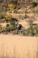 Kudu in the bushveld standing on a rock outcrop