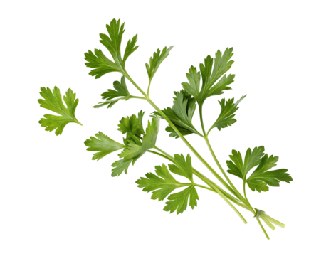 Fresh green parsley leaves isolated on pure white background for culinary herb ingredients