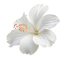 Close up of a beautiful white hibiscus flower with vibrant red stamen against a plain white background
