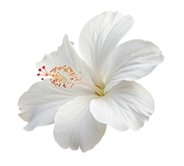 Close up of a beautiful white hibiscus flower with vibrant red stamen against a plain white background