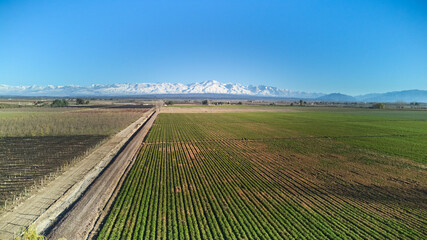Agricultural field in Mendoza, Argentina. Aerial view. No AI.