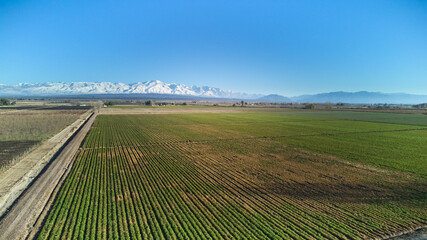 Agricultural field in Mendoza, Argentina. Aerial view. No AI.