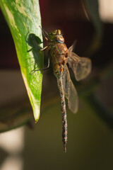 Macro close up of a blue-eyed darner, Rhionaeschna absoluta. No AI.