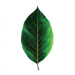 Obraz premium leaf isolated in White Background, leaf vector, Flat lay vector illustration