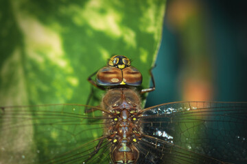 Macro close up of a blue-eyed darner, Rhionaeschna absoluta. No AI.