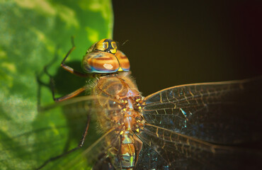 Macro close up of a blue-eyed darner, Rhionaeschna absoluta. No AI.