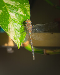Macro close up of a blue-eyed darner, Rhionaeschna absoluta. No AI.