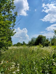 trees and blue sky
