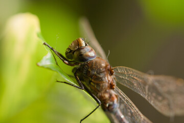 Macro close up of a blue-eyed darner, Rhionaeschna absoluta. No AI.