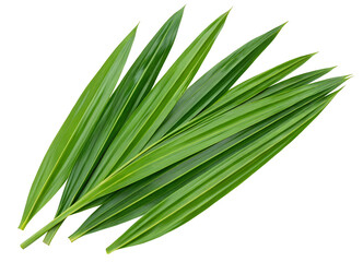 Obraz premium Multiple green pandan leaves isolated on a transparent background suitable for various uses