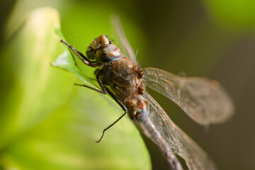 Macro close up of a blue-eyed darner, Rhionaeschna absoluta. No AI.