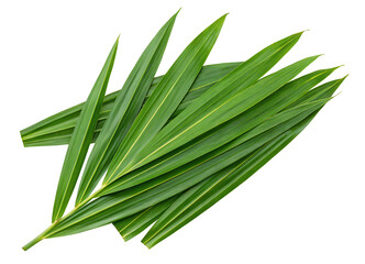 Fototapeta premium Green pandan leaves stacked together on a plain white background in a simple natural arrangement