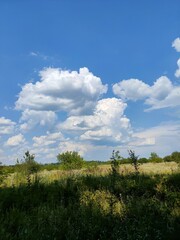 Obraz premium tree in the field